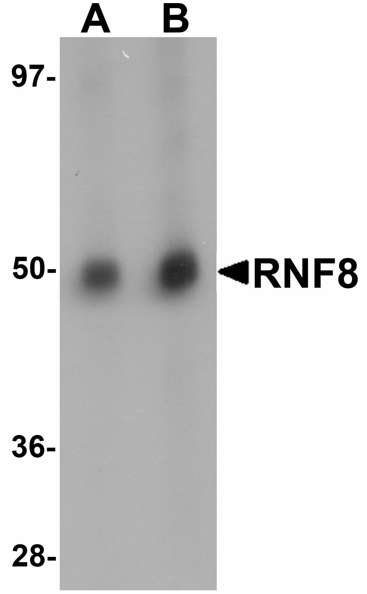 RNF8 Antibody