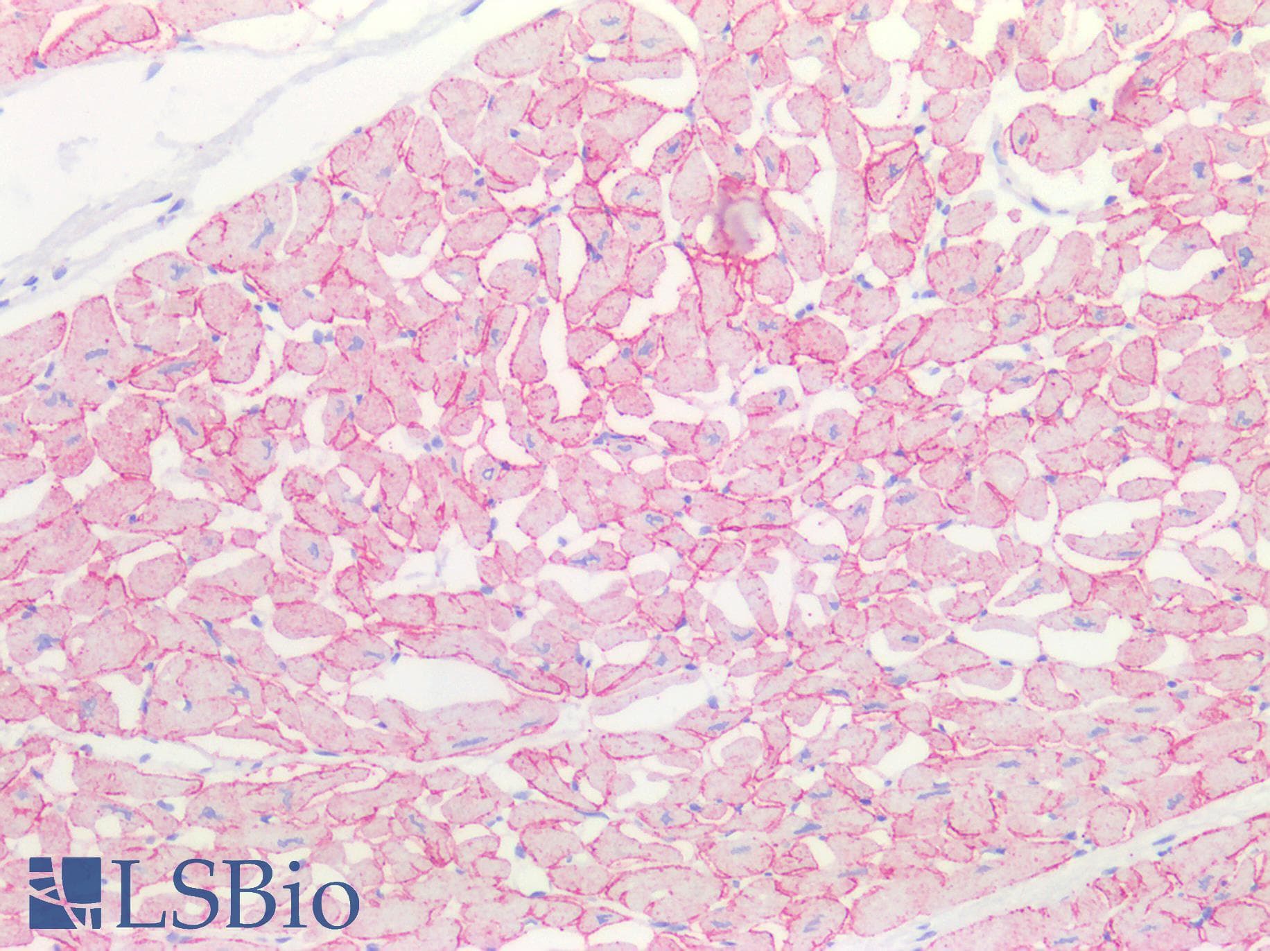 PathPlus™ Polyclonal Rabbit anti-Rat ROS1 / ROS Antibody (aa1937-2210, IHC, WB)