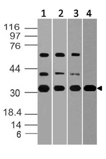 Polyclonal Rabbit anti-Mouse BAFF / TNFSF13B Antibody (WB)