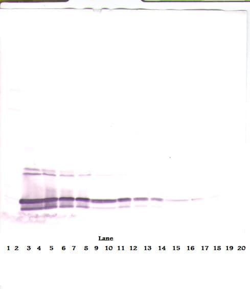 MIA2 Antibody