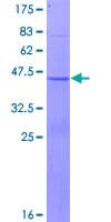 Human PHLDA3 Protein (Recombinant GST)