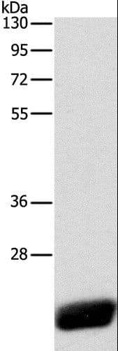 CAV1 / Caveolin 1 Antibody