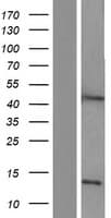 Human ASAH1 / Acid Ceramidase Protein (Over-Expression Lysate Myc-DDK (Flag))