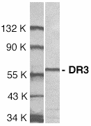 TNFRSF25 / DR3 Antibody