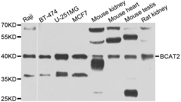 BCAT2 Antibody