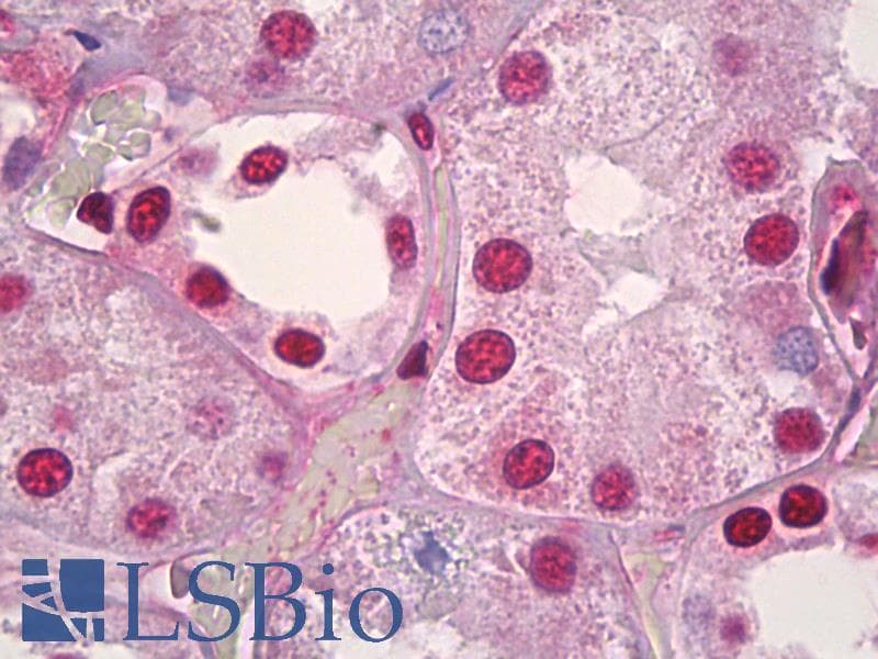 IHC-plus™ PRKDC / DNA-PKcs Antibody (aa4061-4110)