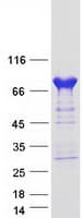 Human PDE4C Protein (Recombinant Myc-DDK (Flag))