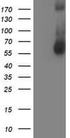 AP50 / AP2M1 Antibody (aa97-383, clone OTI1E9)