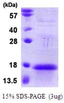 Human ANAPC13 Protein (Recombinant)