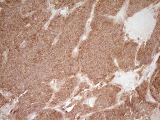 CD40 Antibody (aa21-166, clone OTI9F4)