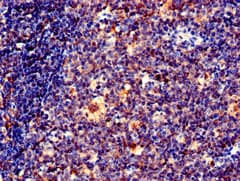 EFHD2 Antibody