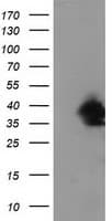 Monoclonal Mouse anti-Human UBXN2B Antibody (clone OTI3H8, WB)