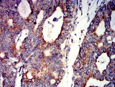 CHRNA7 Antibody (clone 7F10G1)