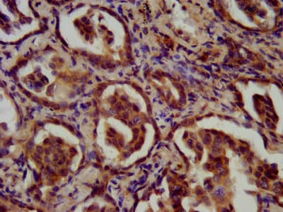 Polyclonal Rabbit anti-Human FAM84A Antibody (IHC)
