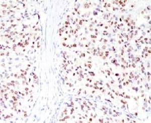 MITF Antibody (clone MPAF3, Ready-to-Use)
