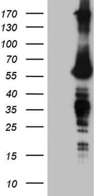 Fatso Antibody (clone OTI4A1)