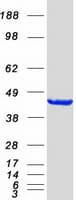 Human HIF1AN Protein (Recombinant Myc-DDK (Flag))