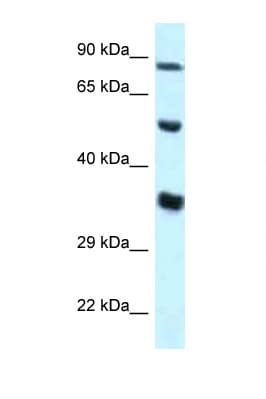 ZNF232 Antibody (aa34-83)