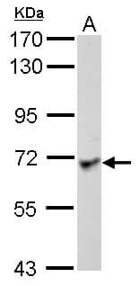 LANO / LRRC1 Antibody