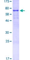 Human CD44 Protein (Recombinant GST)