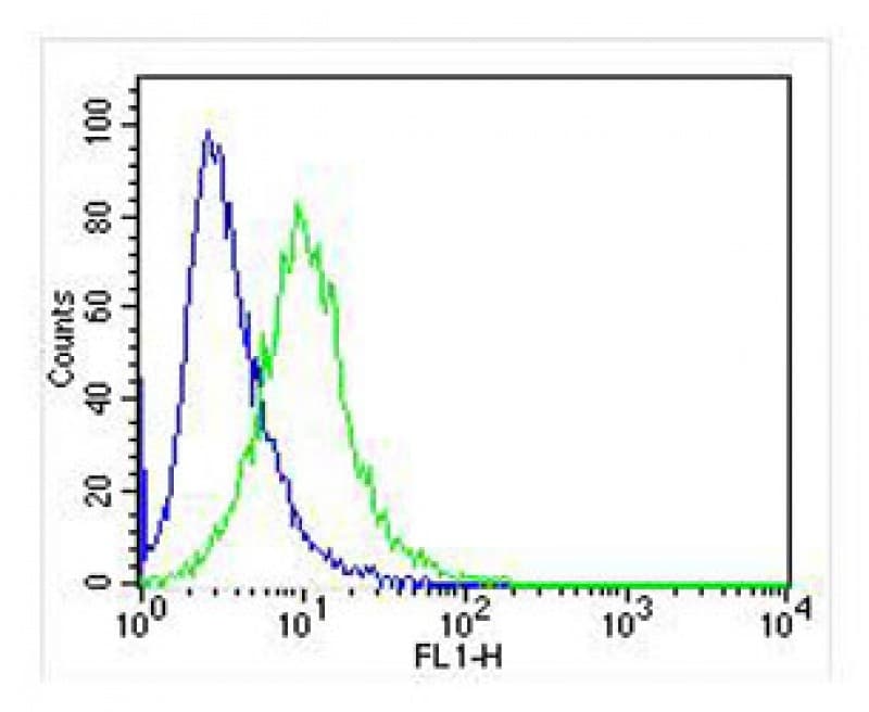 IRF3 Antibody (clone 1522CT766.58.24)