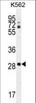 IHC-plus™ CLEC12B Antibody (aa249-276)