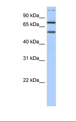 DLL4 Antibody (aa146-195)