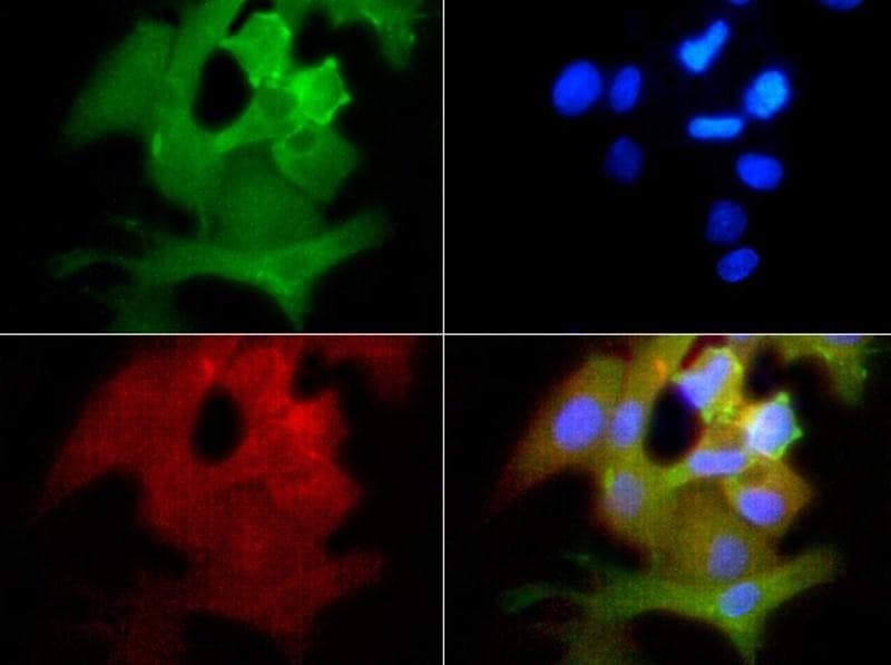 MFN1 Antibody (clone 11E9-1H12, Biotin)