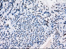PRKY Antibody (clone OTI3E10, Carrier-free)
