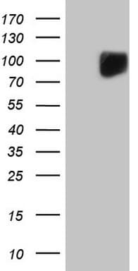 c-Kit / CD117 Antibody (aa27-308, clone OTI1B6)