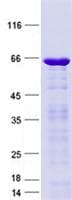 Human ZCCHC12 Protein (Recombinant GST, N-terminus + His, C-terminus)