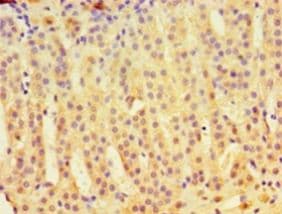 IDUA / MPS1 Antibody (aa28-653, Biotin)