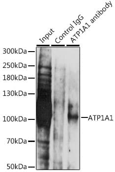 IHC-plus™ ATP1A1 Antibody