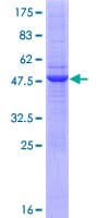Human RNF170 Protein (Recombinant GST)