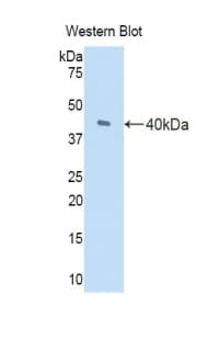 AOC1 Antibody (aa210-301, Biotin)