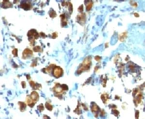 MUC3A Antibody (Tandem Repeat, clone MUCN3-1)