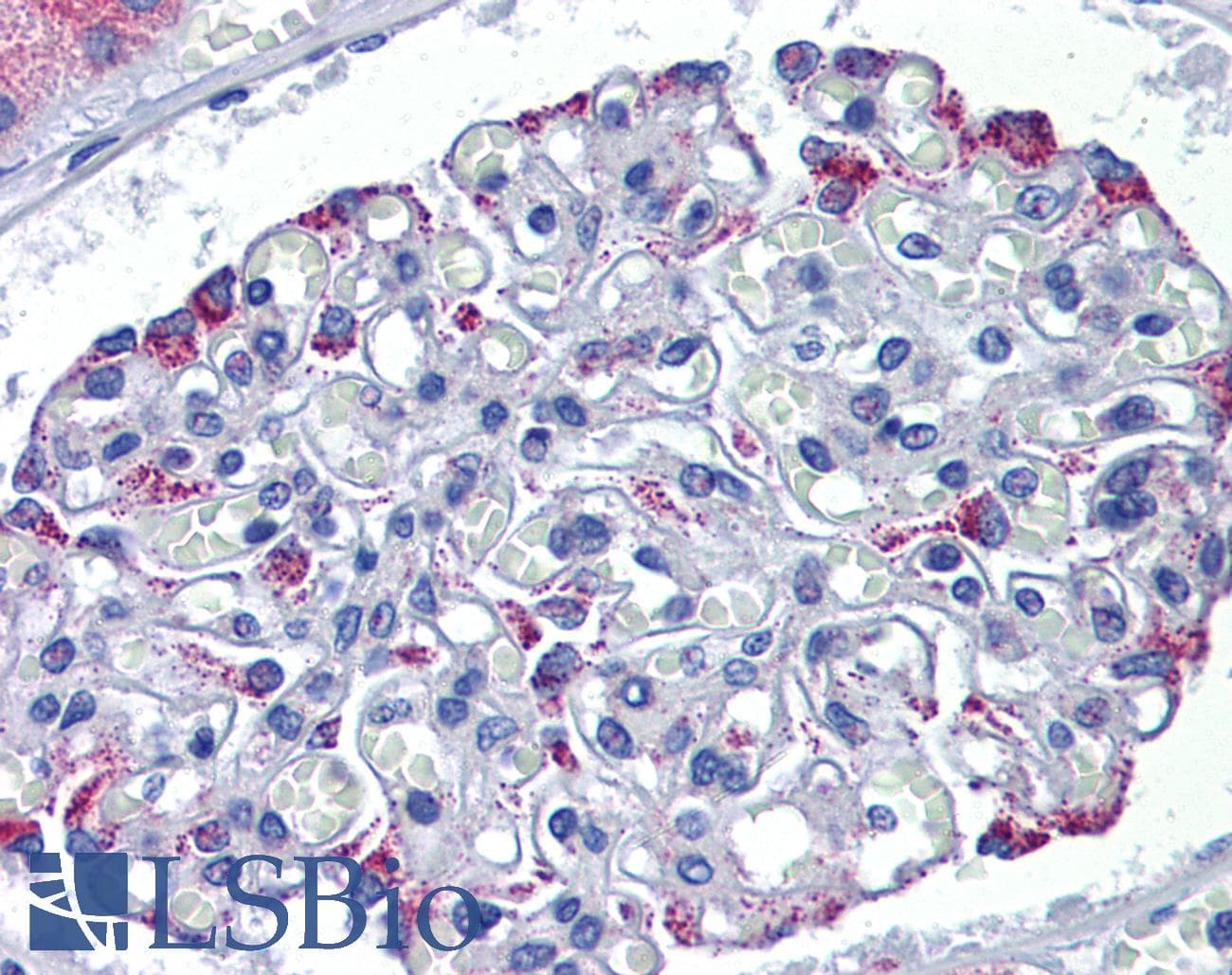 Polyclonal Rabbit anti-Human DSCAM Antibody (aa1548-1597, IHC, WB)