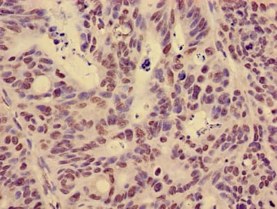 HIST1H3A Antibody