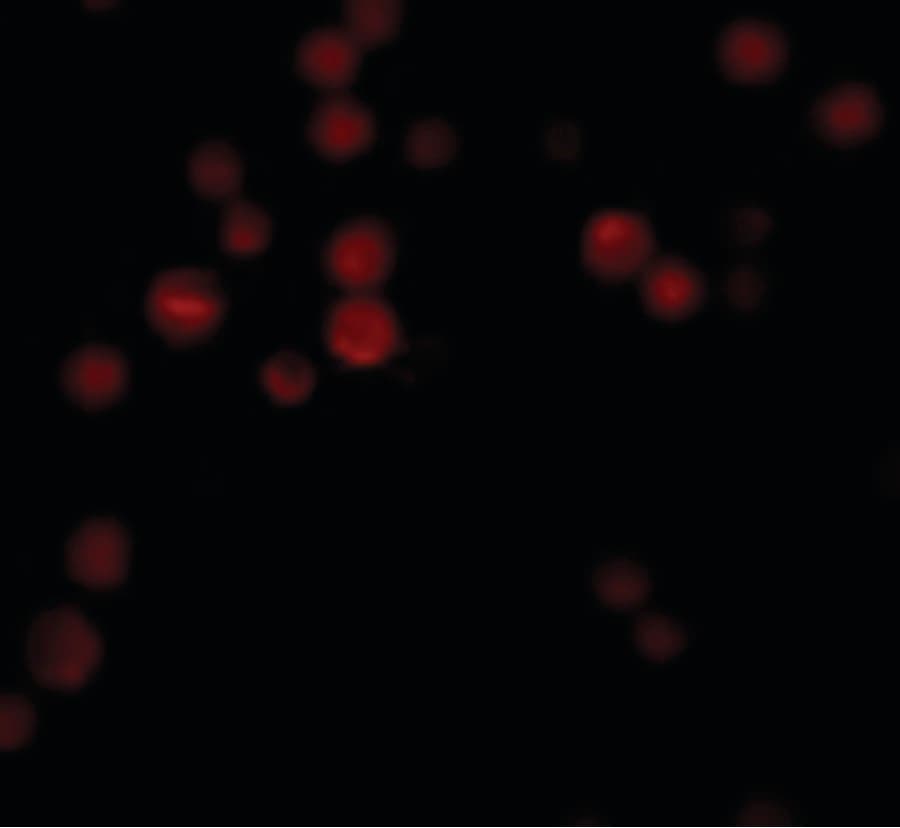 IHC-plus™ Polyclonal Rabbit anti-Human ATG9B Antibody (IHC, IF, WB)