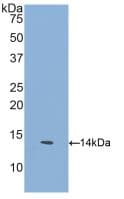 GFRA1 / GFR Alpha Antibody (aa239-350, FITC)