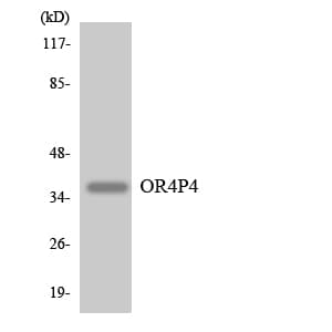 OR4P4 Antibody (aa250-299)