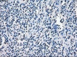 XRCC4 Antibody (clone OTI4H9)