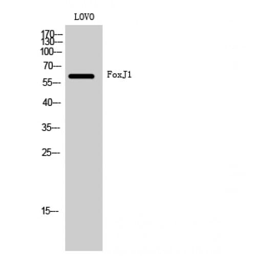 HFH-4 / FOXJ1 Antibody (240-320 aa, Internal)