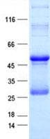 Human Calneuron-1 / CALN1 Protein (Recombinant His, N-Terminal)