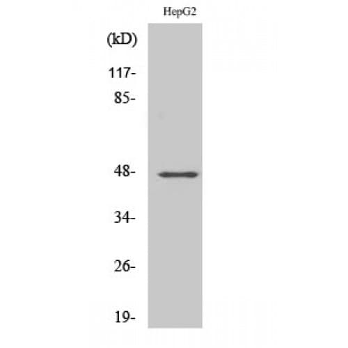 GPR137C / TM7SF1L2 Antibody (230-310 aa, Internal)