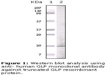 GOLGA6A Antibody (clone 1B7B4)