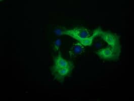 QPRT Antibody (clone OTI1C10, Carrier-free)
