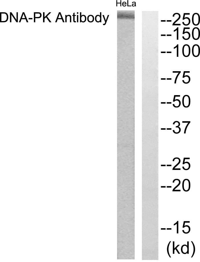 IHC-plus™ PRKDC / DNA-PKcs Antibody (aa4061-4110)