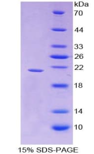 Dog IFN Gamma / Interferon Gamma Protein (Recombinant His-T7)