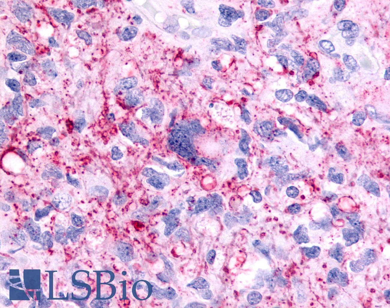 PathPlus™ PTGER1 / EP1 Antibody (Cytoplasmic Domain)